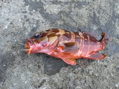 アカハタの釣果