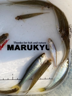オイカワの釣果