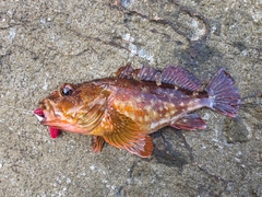 イズカサゴの釣果