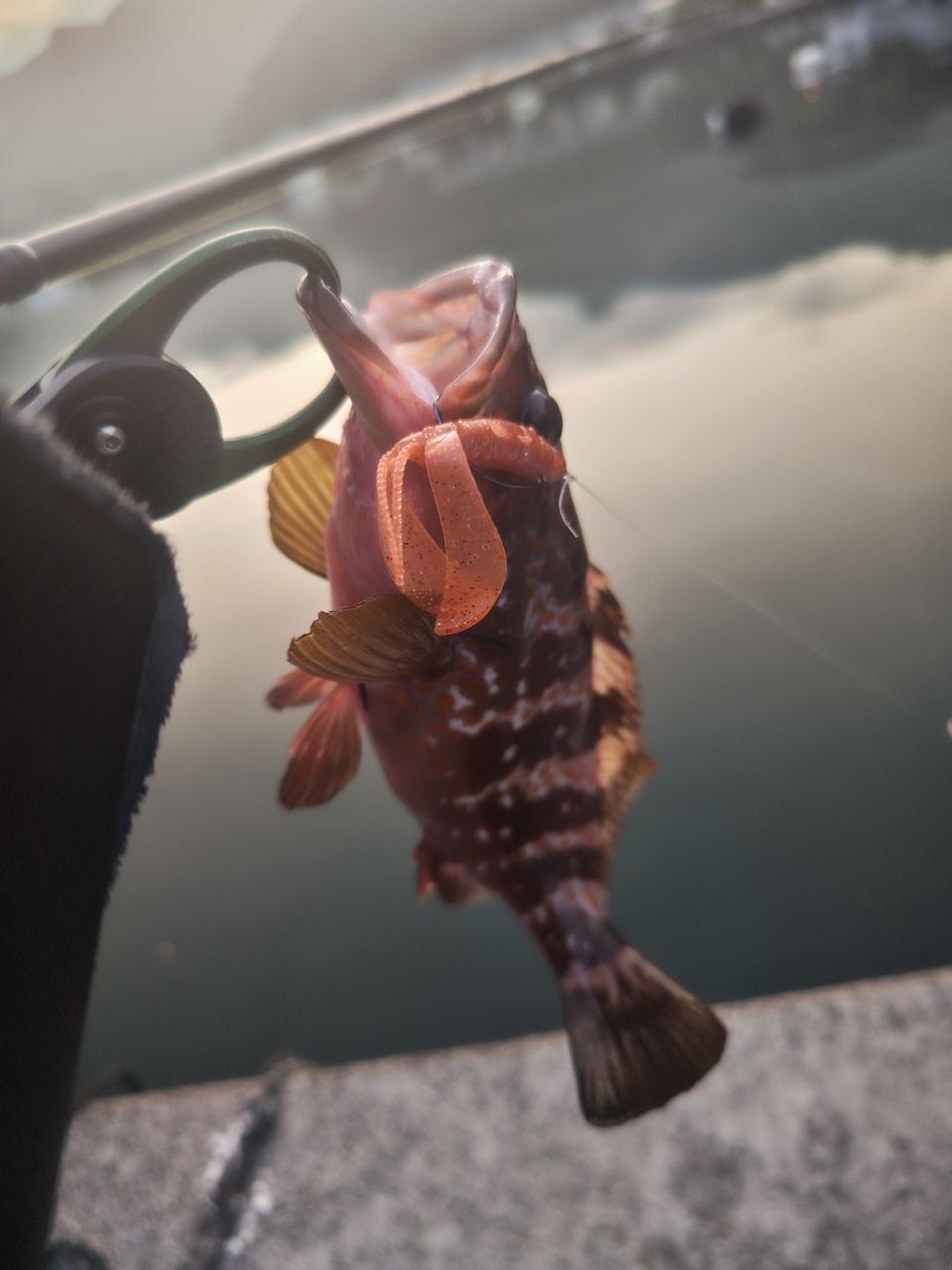AbuGarcia エラディケーター ロックスイーパー ERSC-777H-MLの最安値