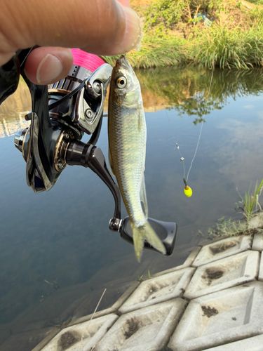 オイカワの釣果