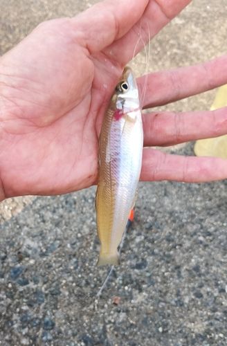 キスの釣果