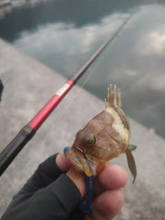 アオハタの釣果