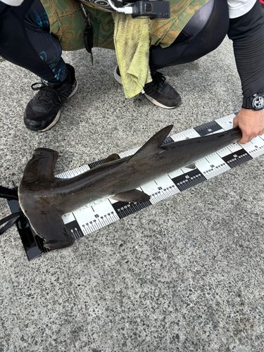 ハンマーヘッドシャークの釣果