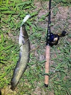 ナマズの釣果