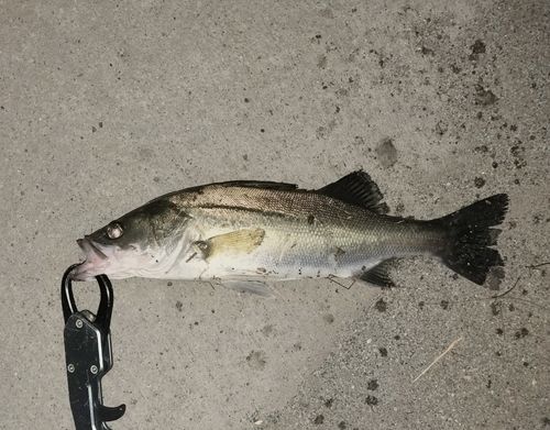 セイゴ（マルスズキ）の釣果
