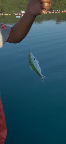 ササムロの釣果