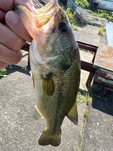 ラージマウスバスの釣果