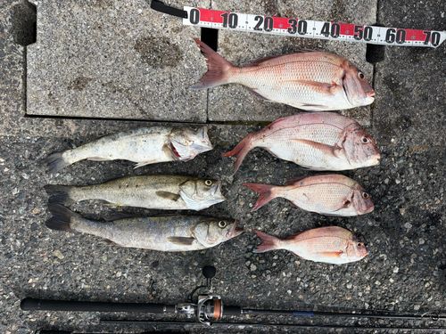 マダイの釣果