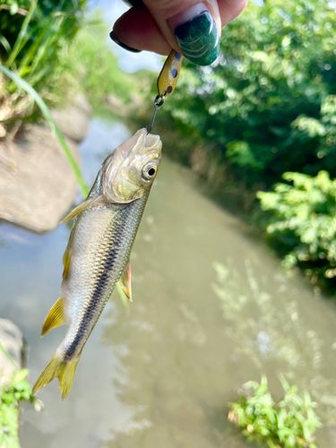 カワムツの釣果