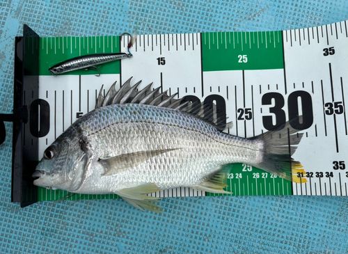 キビレの釣果