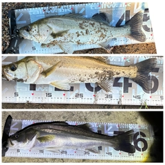 シーバスの釣果