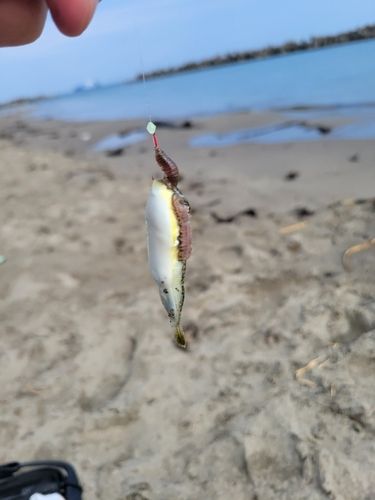 クサフグの釣果