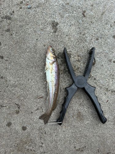 キスの釣果