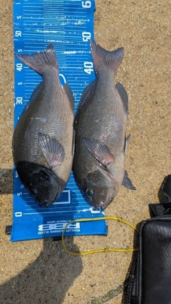 グレの釣果