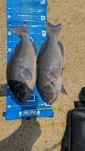 グレの釣果