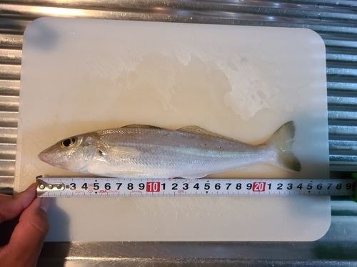 キスの釣果