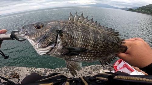 チヌの釣果