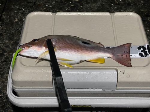 クロホシフエダイの釣果
