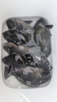 グレの釣果