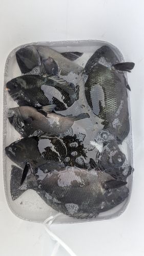 グレの釣果