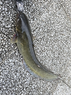 ナマズの釣果