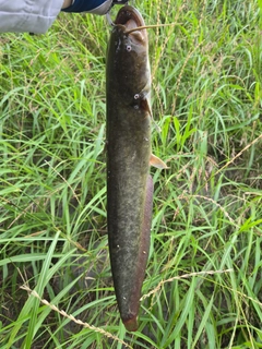 ナマズの釣果
