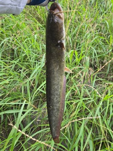 ナマズの釣果