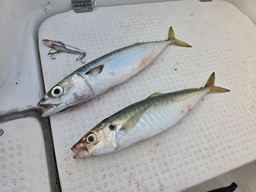 サバの釣果