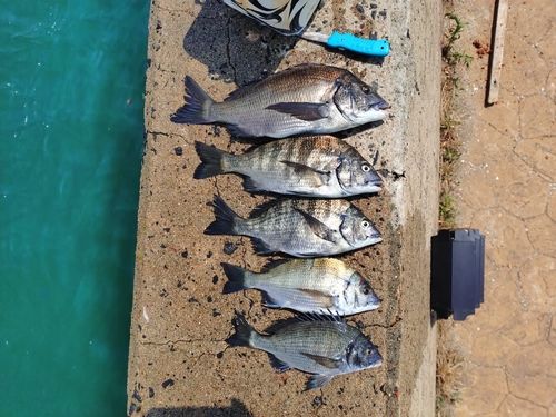 チヌの釣果