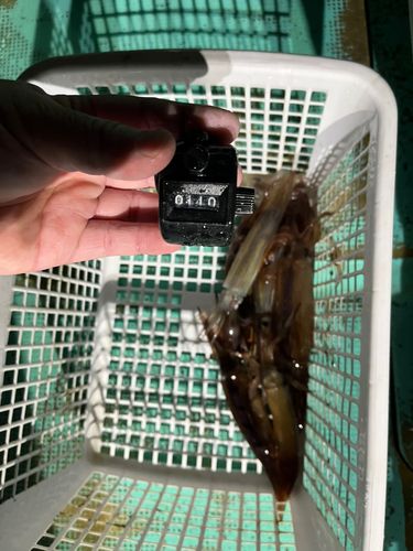 スルメイカの釣果