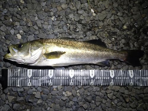 スズキの釣果