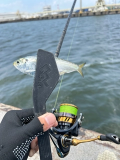 ママカリの釣果