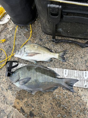 グレの釣果
