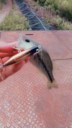 ブラックバスの釣果