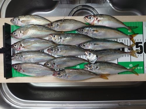 マアジの釣果