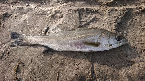 フッコ（マルスズキ）の釣果