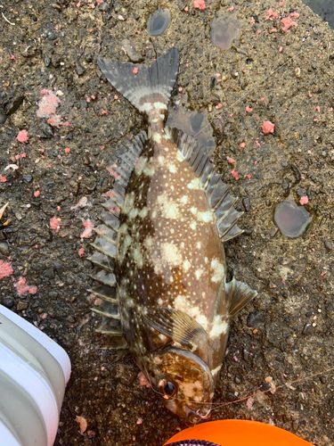 アイゴの釣果