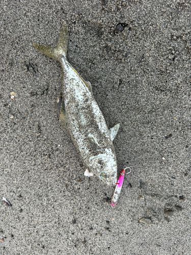 ワカシの釣果