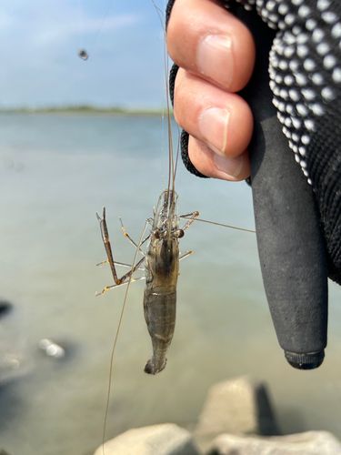 テナガエビの釣果