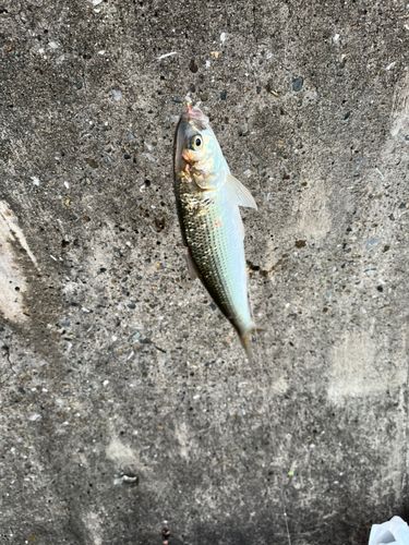 コノシロの釣果