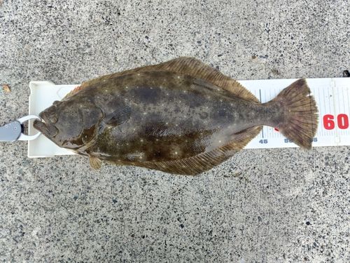 ヒラメの釣果