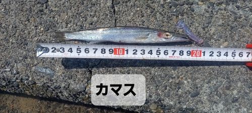 アカカマスの釣果