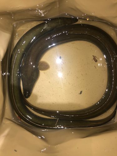 ウナギの釣果