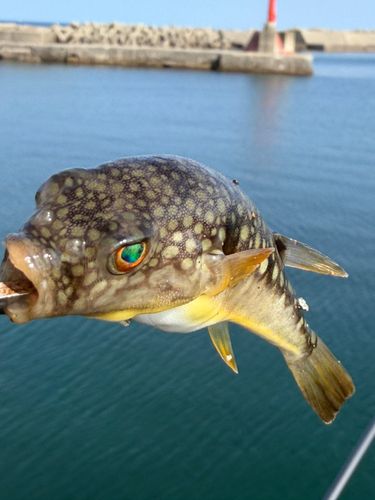 コモンフグの釣果