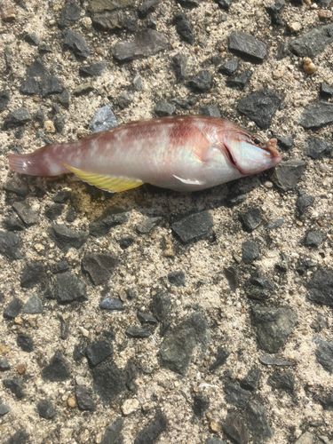 ベラの釣果
