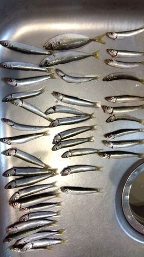 イワシの釣果