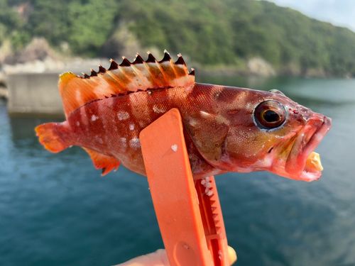 アカハタの釣果