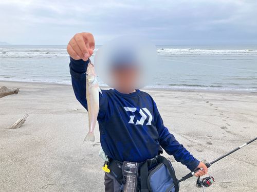 シロギスの釣果