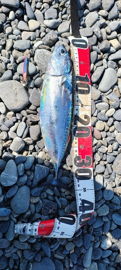 ソウダガツオの釣果